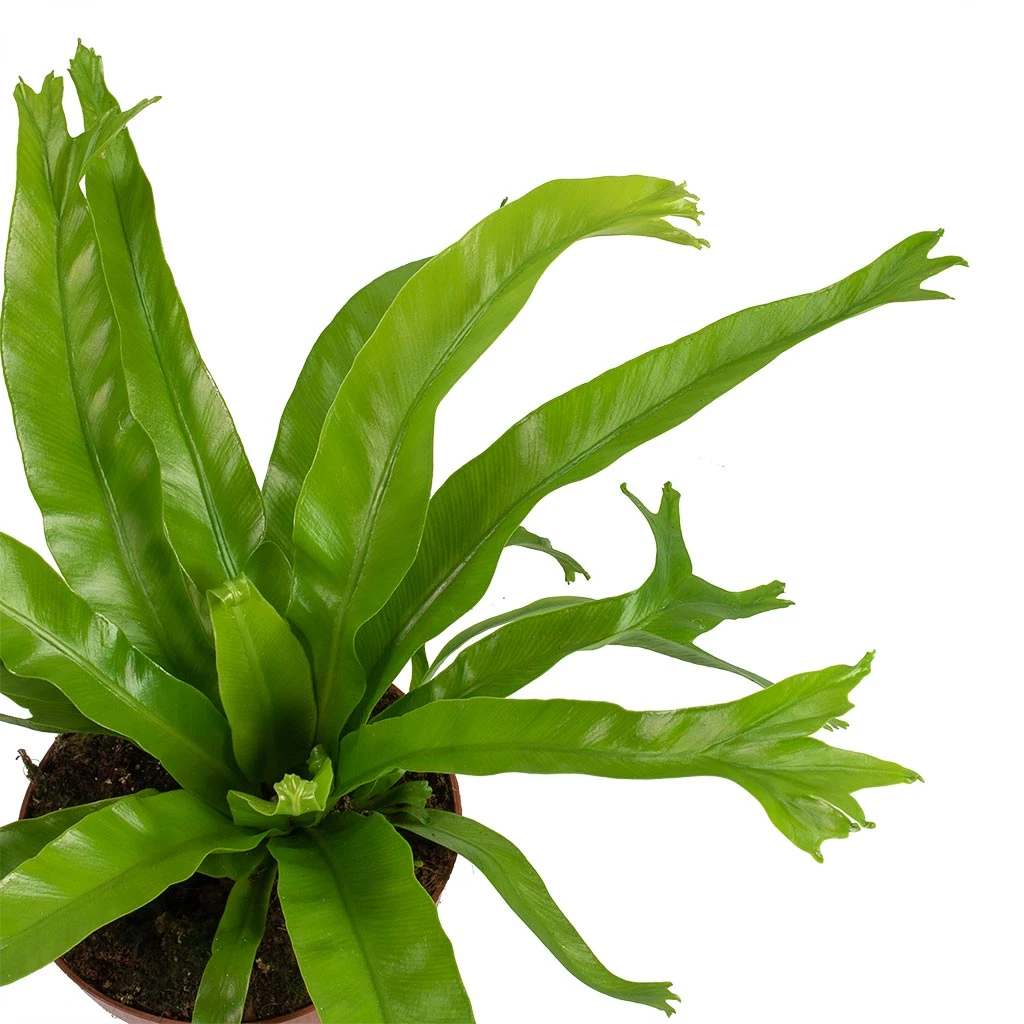 Asplenium Crissie Amy - Bird's Nest Fern 10 Asplenium Crissie Amy - Bird's Nest Fern - Image 8