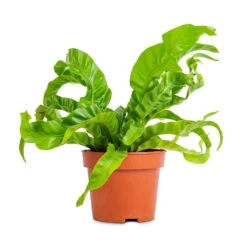 Asplenium Hurricane - Twisted Bird's Nest Fern 15 Asplenium Hurricane - Twisted Bird's Nest Fern -Plant Promotion Store Asplenium antiquum Hurricane Twisted Bird s Nest Fern 12x20cm