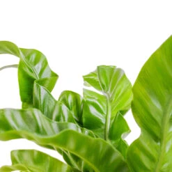 Asplenium Hurricane - Twisted Bird's Nest Fern 16 Asplenium Hurricane - Twisted Bird's Nest Fern -Plant Promotion Store Asplenium antiquum Hurricane Twisted Bird s Nest Fern SWATCH