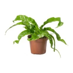 Asplenium Hurricane - Twisted Bird's Nest Fern 17 Asplenium Hurricane - Twisted Bird's Nest Fern -Plant Promotion Store Asplenium antiquum Hurricane Twisted Birds Nest Fern