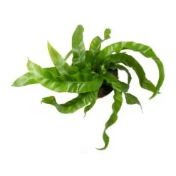 Asplenium Hurricane - Twisted Bird's Nest Fern 20 Asplenium Hurricane - Twisted Bird's Nest Fern -Plant Promotion Store Asplenium antiquum Hurricane Twisted Birds Nest Fern Leaves
