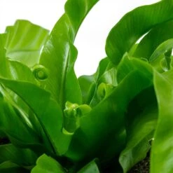 Asplenium Hurricane - Twisted Bird's Nest Fern 19 Asplenium Hurricane - Twisted Bird's Nest Fern -Plant Promotion Store Asplenium antiquum Hurricane Twisted Birds Nest Fern New Fronds