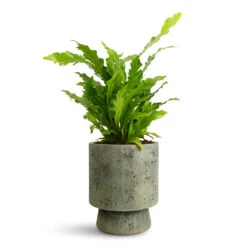Aily Plant Pot - Grey Teal -Plant Promotion Store Asplenium nidus Campio 12x30cm Aily Pot Grey Teal 17x20cm