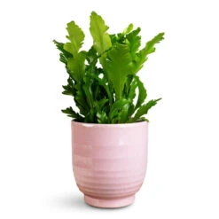 Sofia Plant Pot - Rose 15 Sofia Plant Pot - Rose -Plant Promotion Store Asplenium nidus Campio 12x30cm Sofia Pot Rose 14x14cm 1