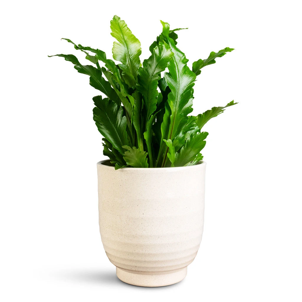 Asplenium Nidus Campio - Champion's Bird's Nest Fern 12 Asplenium Nidus Campio - Champion's Bird's Nest Fern - Image 10