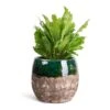 Asplenium Nidus Campio - Champion's Bird's Nest Fern 1 Asplenium Nidus Campio - Champion's Bird's Nest Fern -Plant Promotion Store Asplenium nidus Campio Champion s Bird s Nest Fern 12x30cm Lindy Plant Pot Black Green 19x16cm