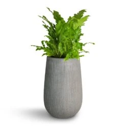 Patt High Ridged Planter - Dark Grey -Plant Promotion Store Asplenium nidus Campio Champion s Bird s Nest Fern 17x40cm Patt High Plant Vase Ridged Dark Grey 29x43cm 7f4238f1 3f2a 481a 87e6 a8f4f846e66c