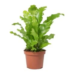 Asplenium Nidus Campio - Champion's Bird's Nest Fern 16 Asplenium Nidus Campio - Champion's Bird's Nest Fern -Plant Promotion Store Asplenium nidus Campio Champions Birds Nest Fern