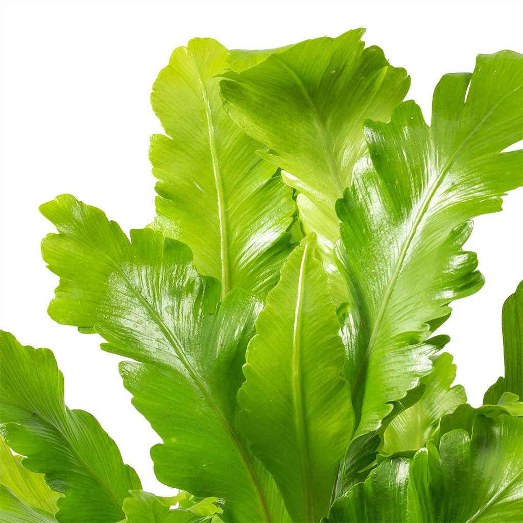 Asplenium Nidus Campio - Champion's Bird's Nest Fern 4 Asplenium Nidus Campio - Champion's Bird's Nest Fern - Image 2