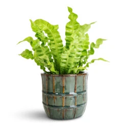 Noemi Plant Pot - Sea Green -Plant Promotion Store Asplenium nidus Crispy Wave 12x30cm Noemi Pot Sea Green 15x13cm