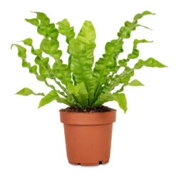 Asplenium Nidus Crispy Wave - Pleated Bird's Nest Fern -Plant Promotion Store Asplenium nidus Crispy Wave Pleated Bird s Nest Fern 12x30cm