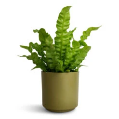 Prague Plant Pot - Olive -Plant Promotion Store Asplenium nidus Crispy Wave Pleated Bird s Nest Fern 12x30cm Prague Plant Pot Olive 13x13cm
