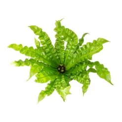 Asplenium Nidus Crispy Wave - Pleated Bird's Nest Fern -Plant Promotion Store Asplenium nidus Crispy Wave Pleated Birds Nest Fern Leaves