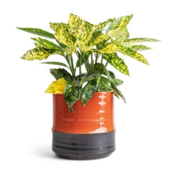 Marlijn Plant Pot - Coral 39 Marlijn Plant Pot - Coral -Plant Promotion Store Aucuba japonica Variegata Gold Dust Plant 14x35cm Marlijn Plant Pot Coral 17x16cm 40d2670b a56b 4551 b148 a3bdc18fd979