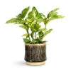 Aucuba Japonica Variegata - Gold Dust Plant 1 Aucuba Japonica Variegata - Gold Dust Plant -Plant Promotion Store Aucuba japonica Variegata Gold Dust Plant 14x35cm Nolan Plant Pot Pine 17x15cm