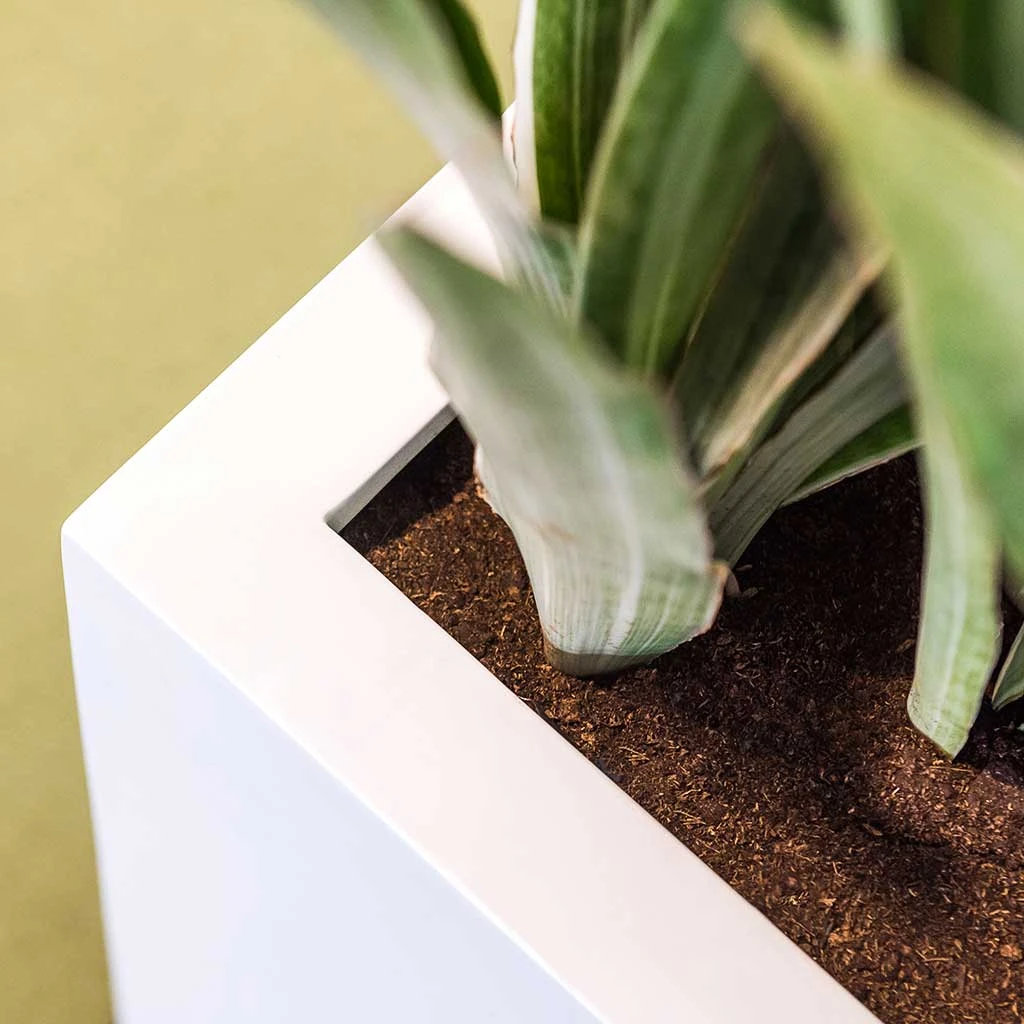 Balcony Essentials Planter - Matt White 5 Balcony Essentials Planter - Matt White - Image 3