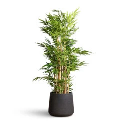Patt Plant Pot - Black Washed -Plant Promotion Store Bamboo Deluxe Artificial 145cm 15 stems Patt Pot Black Washed 34x29cm