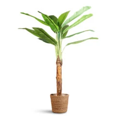 Igmar Plant Basket - Natural -Plant Promotion Store Banana Tree Artificial 150cm Igmar Basket Natural 26x23cm
