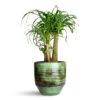 Beaucarnea - Pony Tail Palm - Branched 1 Beaucarnea - Pony Tail Palm - Branched -Plant Promotion Store Beaucarnea Branched 29x90cm Sanna Plant Pot Moss Green 33x30cm