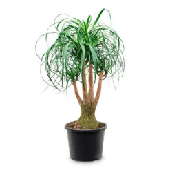 Beaucarnea - Pony Tail Palm - Branched 24 Beaucarnea - Pony Tail Palm - Branched -Plant Promotion Store Beaucarnea Branched 32x100cm