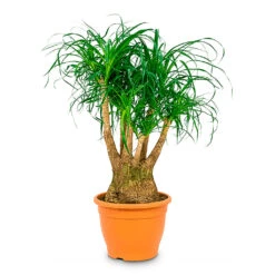 Beaucarnea - Pony Tail Palm - Branched 23 Beaucarnea - Pony Tail Palm - Branched -Plant Promotion Store Beaucarnea Branched 35x100cm