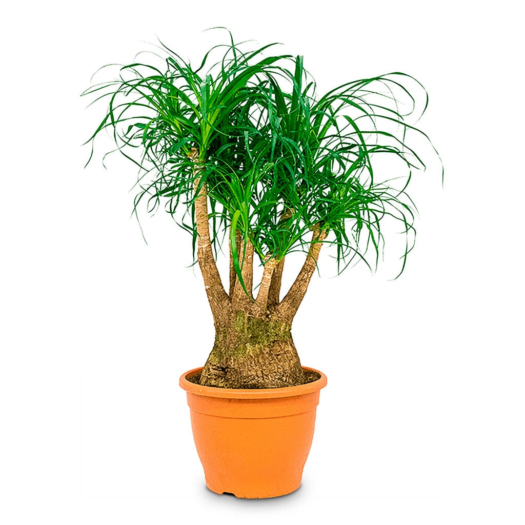 Beaucarnea - Pony Tail Palm - Branched 11 Beaucarnea - Pony Tail Palm - Branched - Image 9