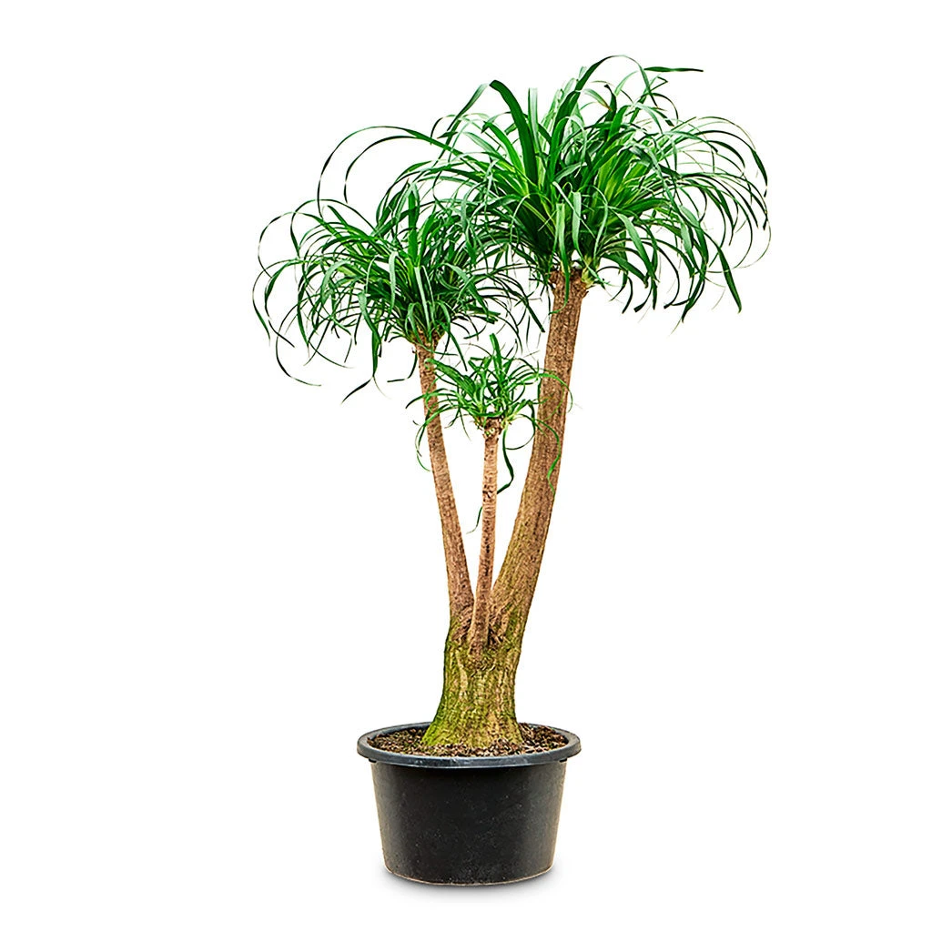 Beaucarnea - Pony Tail Palm - Branched 14 Beaucarnea - Pony Tail Palm - Branched - Image 12