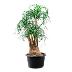 Beaucarnea - Pony Tail Palm - Branched 25 Beaucarnea - Pony Tail Palm - Branched -Plant Promotion Store Beaucarnea Branched 41x100cm