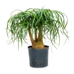 Beaucarnea - Pony Tail Palm - Branched - HydroCare -Plant Promotion Store Beaucarnea Branched Hydro 22 19x60cm