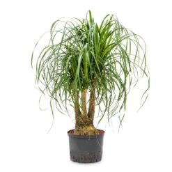 Beaucarnea - Pony Tail Palm - Branched - HydroCare -Plant Promotion Store Beaucarnea Branched Hydro 25 19x70cm
