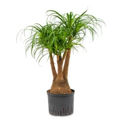 Beaucarnea - Pony Tail Palm - Branched - HydroCare -Plant Promotion Store Beaucarnea Branched Hydro 25 19x85cm