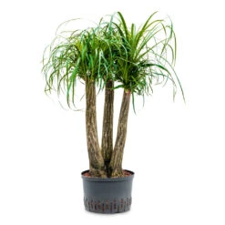 Beaucarnea - Pony Tail Palm - Branched - HydroCare -Plant Promotion Store Beaucarnea Branched Hydro 28 19x90cm