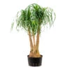 Beaucarnea - Pony Tail Palm - Branched - HydroCare