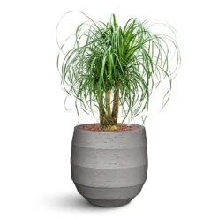 Beaucarnea - Pony Tail Palm - Branched - HydroCare -Plant Promotion Store Beaucarnea Branched Hydro In Bordo Ballon Clay