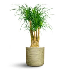 Beaucarnea - Pony Tail Palm - Branched - HydroCare -Plant Promotion Store Beaucarnea Branched Hydro In Dune Cylinder Green