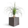 Beaucarnea - Pony Tail Palm - Orb 2 Beaucarnea - Pony Tail Palm - Orb -Plant Promotion Store Beaucarnea Orb 17x75cm Grigio Cube Planter Natural Concrete 30x30x30cm