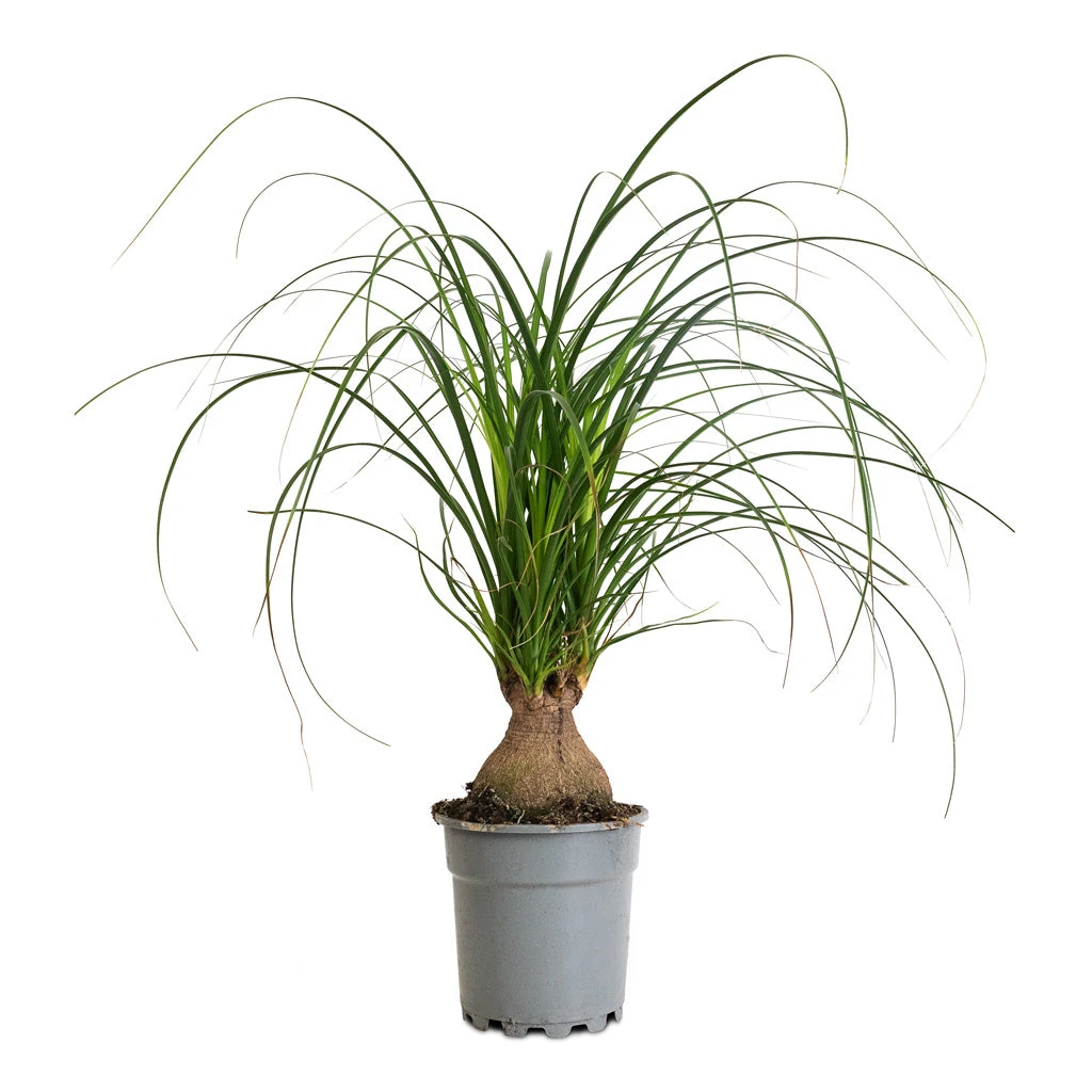 Beaucarnea - Pony Tail Palm - Orb 13 Beaucarnea - Pony Tail Palm - Orb - Image 11