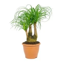 Beaucarnea - Pony Tail Palm - Branched 18 Beaucarnea - Pony Tail Palm - Branched -Plant Promotion Store Beaucarnea Pony Tail Palm Branched 23x60cm