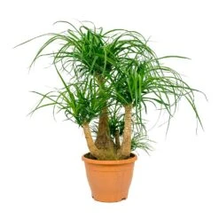 Beaucarnea - Pony Tail Palm - Branched 19 Beaucarnea - Pony Tail Palm - Branched -Plant Promotion Store Beaucarnea Pony Tail Palm Branched 26x75cm