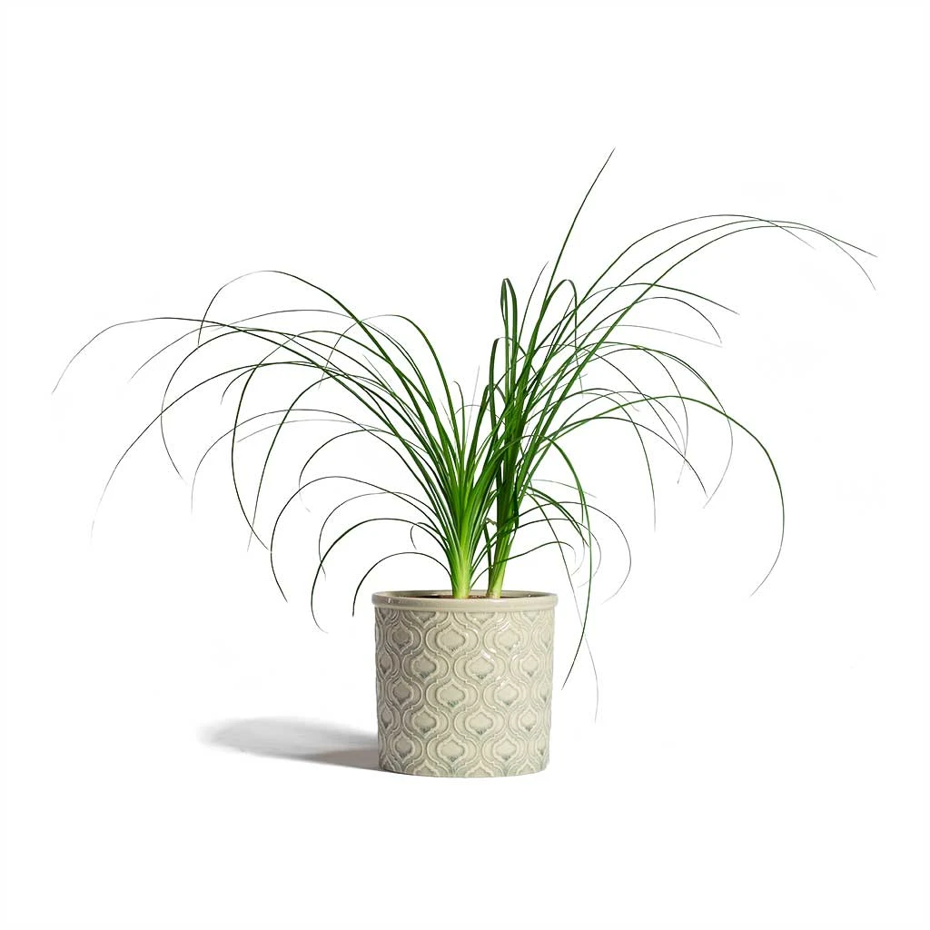 Venetian Plant Pot - Grey 12 Venetian Plant Pot - Grey - Image 10