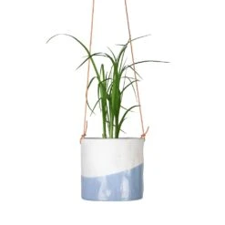 Dip Hanging Indoor Pot 12 Dip Hanging Indoor Pot -Plant Promotion Store Beaucarnea Pony Tail Palm Head 9x30cm Dip Hanging Indoor Pot 12x12cm 7bb34405 17e3 4728 8eb7 b85087b69136