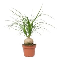 Beaucarnea - Pony Tail Palm - Orb 17 Beaucarnea - Pony Tail Palm - Orb -Plant Promotion Store Beaucarnea Pony Tail Palm Orb