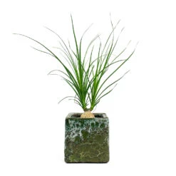 Beaucarnea - Pony Tail Palm - Orb 24 Beaucarnea - Pony Tail Palm - Orb -Plant Promotion Store Beaucarnea Pony Tail Palm Orb Lava Cube Relic Planter Jade 2acf75ca d454 4cd6 afa4 9df339f535cd