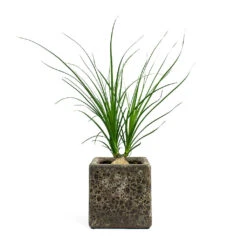 Beaucarnea - Pony Tail Palm - Orb 20 Beaucarnea - Pony Tail Palm - Orb -Plant Promotion Store Beaucarnea Pony Tail Palm Orb Lava Cube Relic Planter Rust bc8d1eaf 4928 4d0c 9837 043c671d1a6a