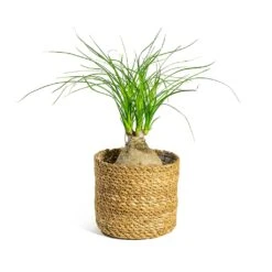 Beaucarnea - Pony Tail Palm - Orb 19 Beaucarnea - Pony Tail Palm - Orb -Plant Promotion Store Beaucarnea Pony Tail Palm Orb Stef Plant Baskets Set of 5 Natural