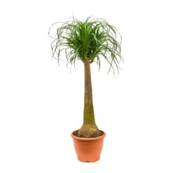 Beaucarnea - Pony Tail Palm - Single Stem 36 Beaucarnea - Pony Tail Palm - Single Stem -Plant Promotion Store Beaucarnea Pony Tail Palm Single Stem 100cm