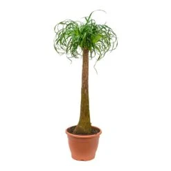 Beaucarnea - Pony Tail Palm - Single Stem 37 Beaucarnea - Pony Tail Palm - Single Stem -Plant Promotion Store Beaucarnea Pony Tail Palm Single Stem 125cm