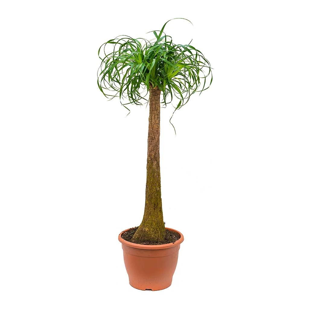 Beaucarnea - Pony Tail Palm - Single Stem 18 Beaucarnea - Pony Tail Palm - Single Stem - Image 16