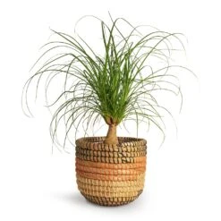 Beaucarnea - Pony Tail Palm - Single Stem 24 Beaucarnea - Pony Tail Palm - Single Stem -Plant Promotion Store Beaucarnea Pony Tail Palm Single Stem 14x35cm Jane Plant Baskets Set5 Desert 503728da 1ef3 46cd 82a7 80a9a858e30a