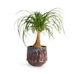 Beaucarnea - Pony Tail Palm - Single Stem 25 Beaucarnea - Pony Tail Palm - Single Stem -Plant Promotion Store Beaucarnea Pony Tail Palm Single Stem 19x60cm Noud Plant Pot Marrakesh 26x22cm 19c824a1 2309 4a76 8967 3aeaa074d12e